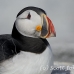 puffin_atlantic_msi_h_1401_can1022.jpg